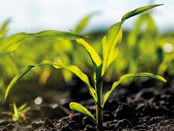 Junge Maispflanzen im Feld Junge Maispflanzen im Feld