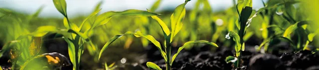 Junge Maispflanzen im Feld